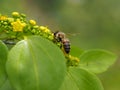 Bee collects nectar and pollinates the plant